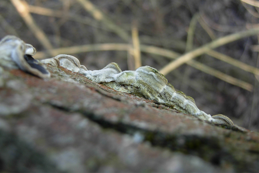 tanti funghi